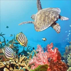 Coral Sea, Square Canvas Art