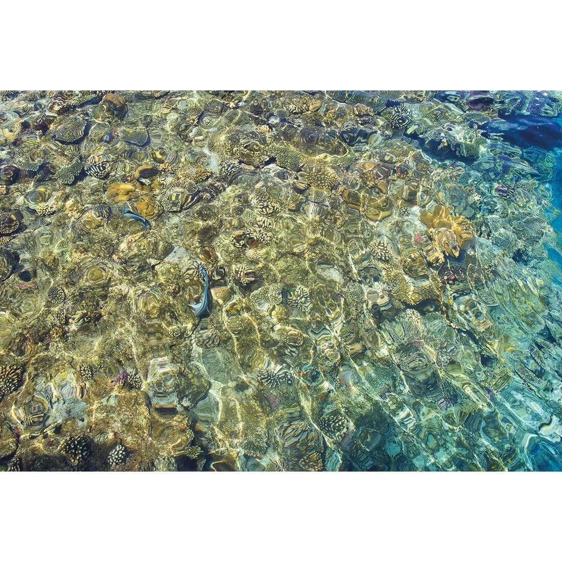 Coral Shallows Coral Shallows -WALL ART DESGIN SALE coral shallows canvas stretched canvas 45x30cm 332205