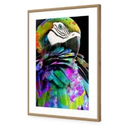 Coy Macaw Acrylic Print Art 7 Coy Macaw Acrylic Print Art -WALL ART DESGIN SALE coy macaw acrylic glass art with border oak frame 45x30cm 984053