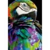 Coy Macaw Canvas Art