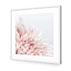 Dahlia Softness 11 Dahlia Softness -WALL ART DESGIN SALE dahlia softness acrylic glass with border white frame 37x37cm 520178