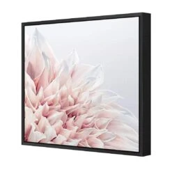 Dahlia Softness 4 Dahlia Softness -WALL ART DESGIN SALE dahlia softness canvas black floating frame 37x37cm 190192