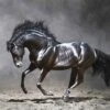 Dark Horse, Moonlight Canvas Art