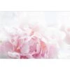 Delicate Pink Peony -WALL ART DESGIN SALE delicate pink peony canvas stretched canvas 45x30cm 835606