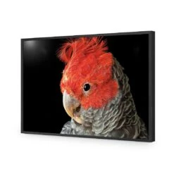 Delilah The Red Headed Parrot 16 Delilah The Red Headed Parrot -WALL ART DESGIN SALE delilah the red headed parrot acrylic glass no border black frame 45x30cm 802789