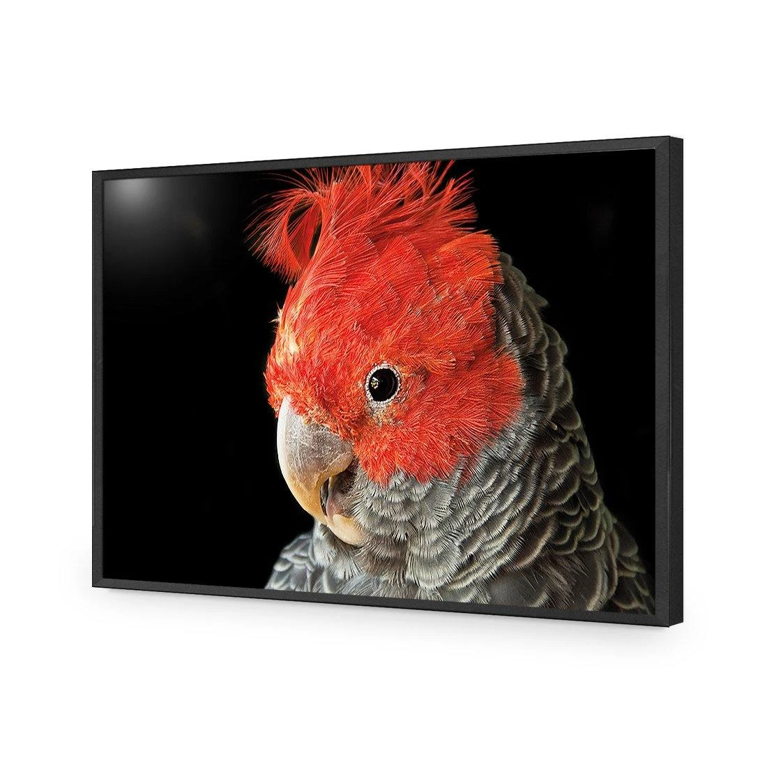 Delilah the Red Headed Parrot Delilah The Red Headed Parrot -WALL ART DESGIN SALE delilah the red headed parrot acrylic glass no border black frame 45x30cm 802789