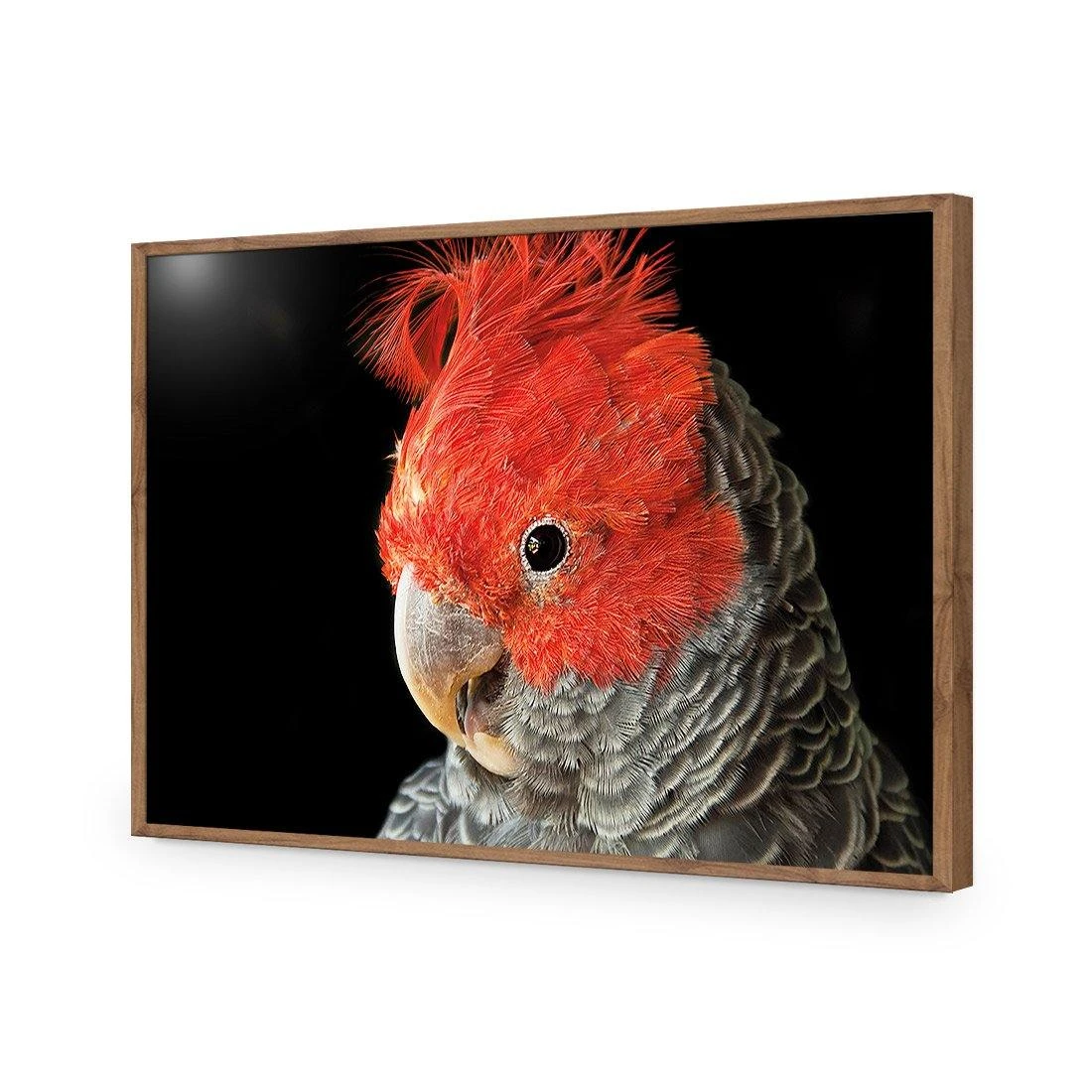 Delilah the Red Headed Parrot Delilah The Red Headed Parrot -WALL ART DESGIN SALE delilah the red headed parrot acrylic glass no border natural frame 45x30cm 337792