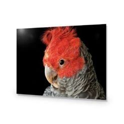Delilah The Red Headed Parrot 15 Delilah The Red Headed Parrot -WALL ART DESGIN SALE delilah the red headed parrot acrylic glass no border no frame 45x30cm 214644