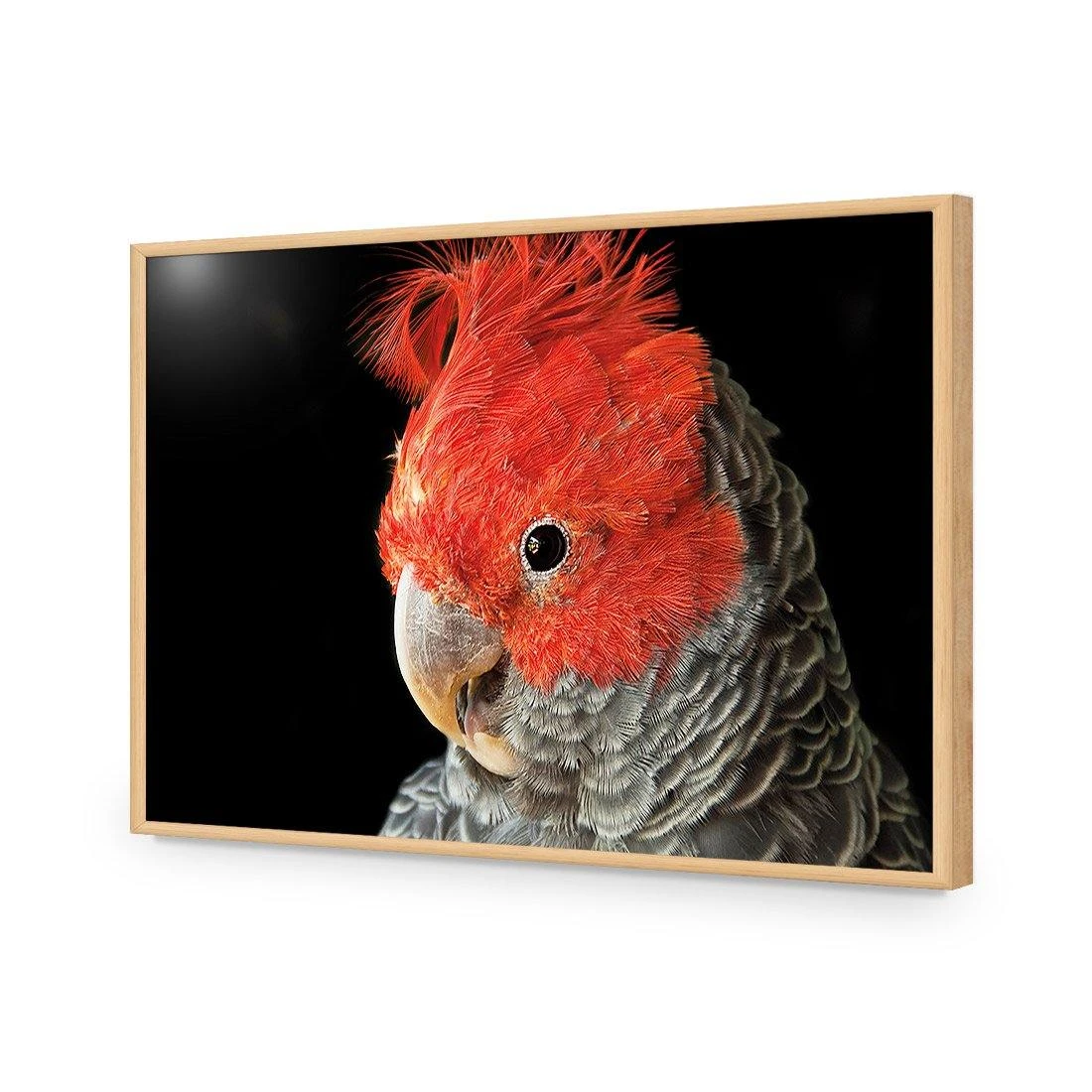 Delilah the Red Headed Parrot Delilah The Red Headed Parrot -WALL ART DESGIN SALE delilah the red headed parrot acrylic glass no border oak frame 45x30cm 202036