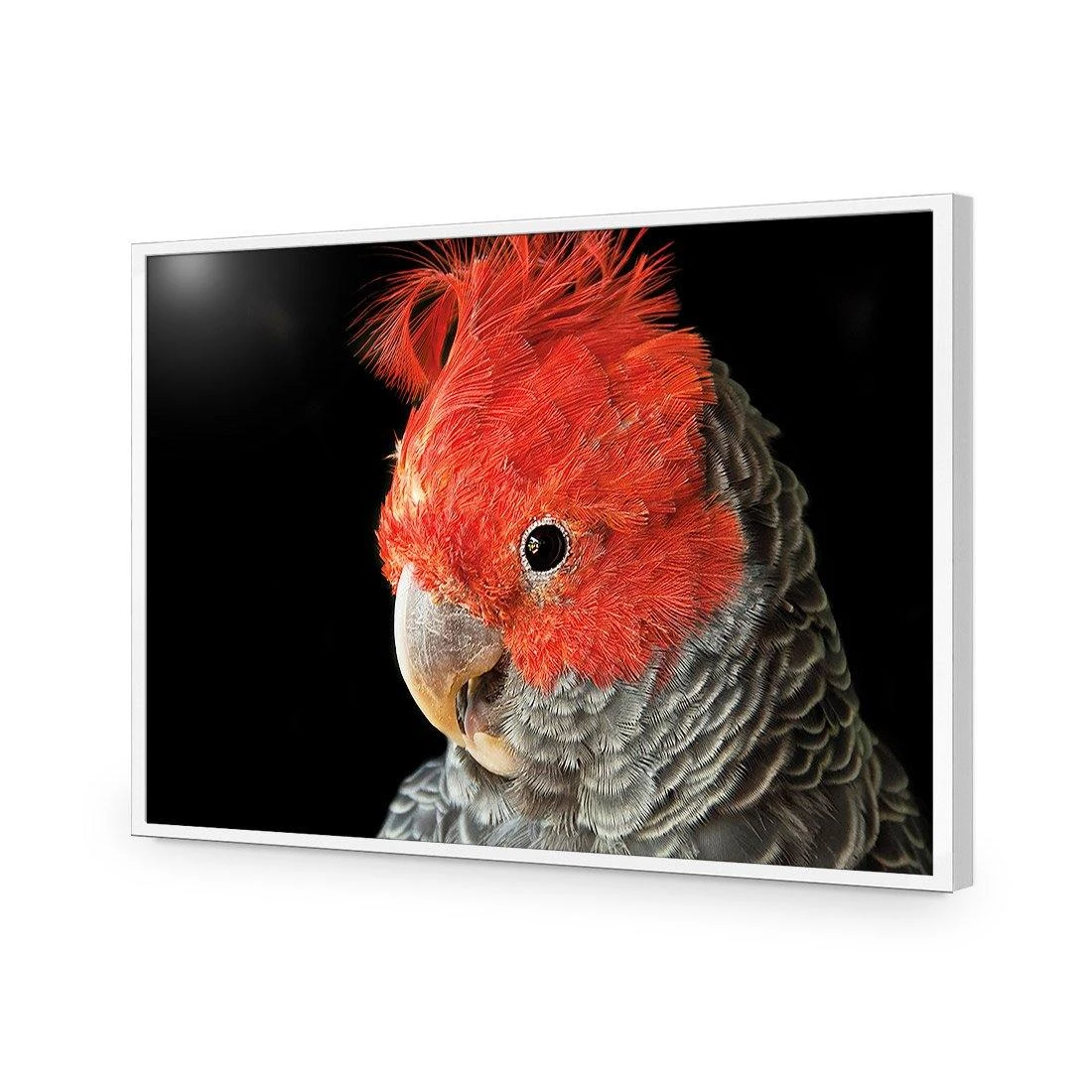 Delilah the Red Headed Parrot Delilah The Red Headed Parrot -WALL ART DESGIN SALE delilah the red headed parrot acrylic glass no border white frame 45x30cm 679851