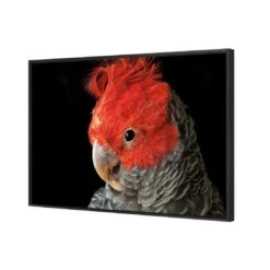 Delilah The Red Headed Parrot 5 Delilah The Red Headed Parrot -WALL ART DESGIN SALE delilah the red headed parrot canvas stretched canvas 45x30cm 579136