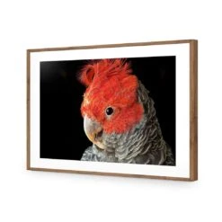 Delilah The Red Headed Parrot 14 Delilah The Red Headed Parrot -WALL ART DESGIN SALE delilah the red headed parrot canvas stretched canvas 45x30cm 762387