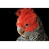 Delilah The Red Headed Parrot 2 Delilah The Red Headed Parrot -WALL ART DESGIN SALE delilah the red headed parrot canvas stretched canvas 45x30cm 766561