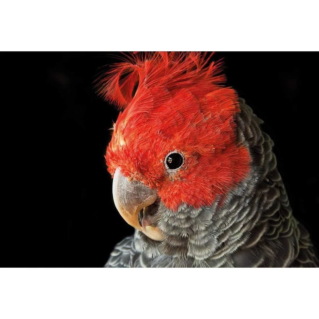 Delilah the Red Headed Parrot Delilah The Red Headed Parrot -WALL ART DESGIN SALE delilah the red headed parrot canvas stretched canvas 45x30cm 766561