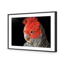 Delilah The Red Headed Parrot 11 Delilah The Red Headed Parrot -WALL ART DESGIN SALE delilah the red headed parrot canvas stretched canvas 45x30cm 808524