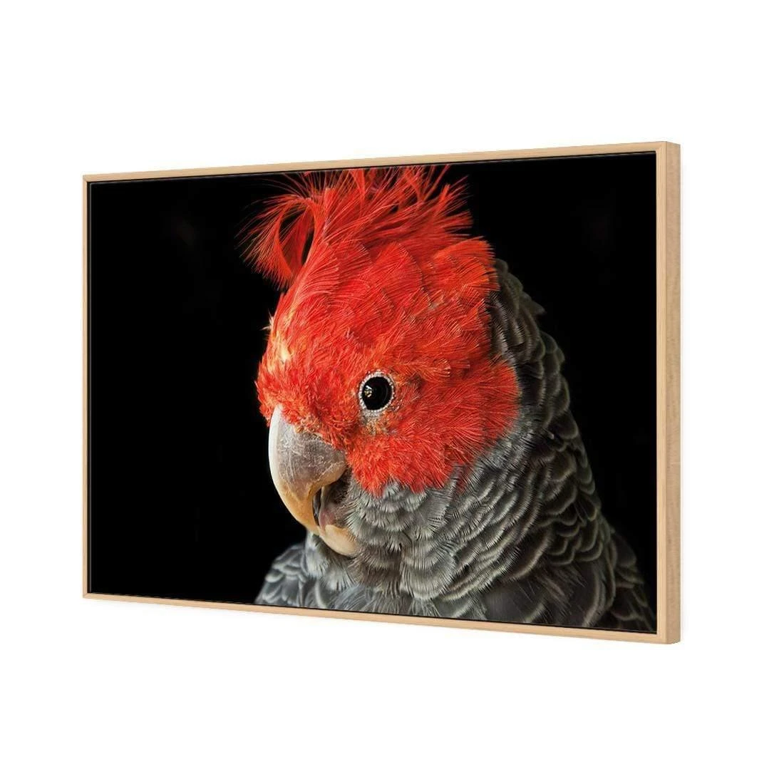 Delilah the Red Headed Parrot Delilah The Red Headed Parrot -WALL ART DESGIN SALE delilah the red headed parrot canvas stretched canvas 45x30cm 817058