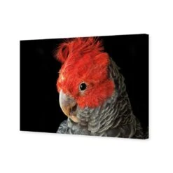 Delilah The Red Headed Parrot 4 Delilah The Red Headed Parrot -WALL ART DESGIN SALE delilah the red headed parrot canvas stretched canvas 45x30cm 835133