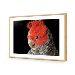 Delilah The Red Headed Parrot 13 Delilah The Red Headed Parrot -WALL ART DESGIN SALE delilah the red headed parrot canvas stretched canvas 45x30cm 847024