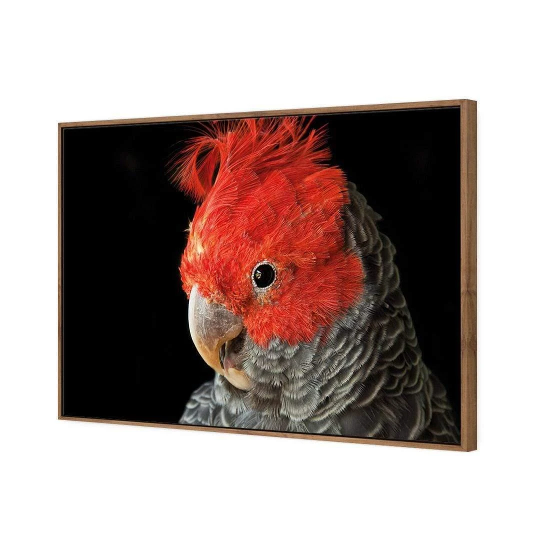 Delilah the Red Headed Parrot Delilah The Red Headed Parrot -WALL ART DESGIN SALE delilah the red headed parrot canvas stretched canvas 45x30cm 857031