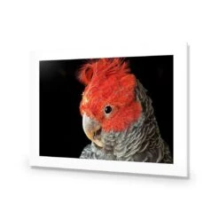 Delilah The Red Headed Parrot 10 Delilah The Red Headed Parrot -WALL ART DESGIN SALE delilah the red headed parrot canvas stretched canvas 45x30cm 908774