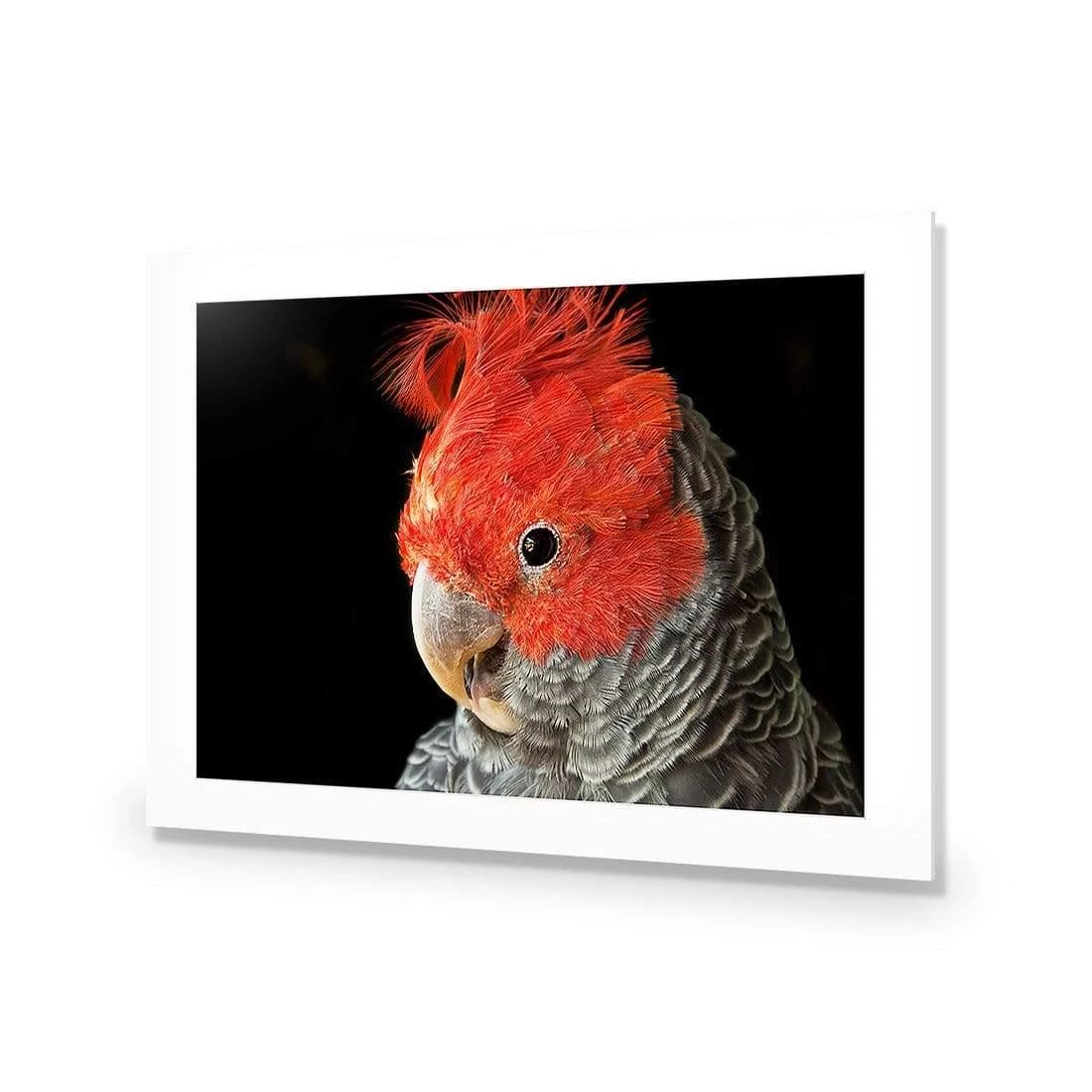 Delilah the Red Headed Parrot Delilah The Red Headed Parrot -WALL ART DESGIN SALE delilah the red headed parrot canvas stretched canvas 45x30cm 908774