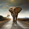 Determined Elephant Canvas Art