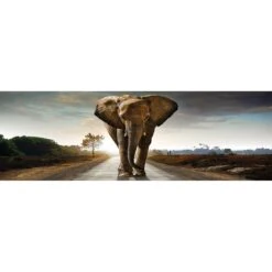 Determined Elephant, Long Acrylic Print Art