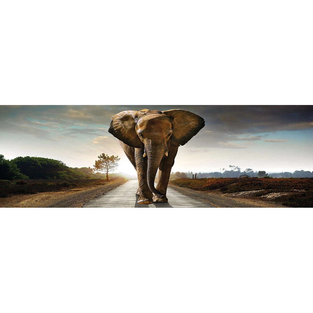 Determined Elephant, Long Acrylic Print Art Determined Elephant, Long Acrylic Print Art -WALL ART DESGIN SALE determined elephant long acrylic glass art with border no frame 60x20cm 928762