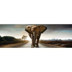 Determined Elephant (Long) Canvas Art