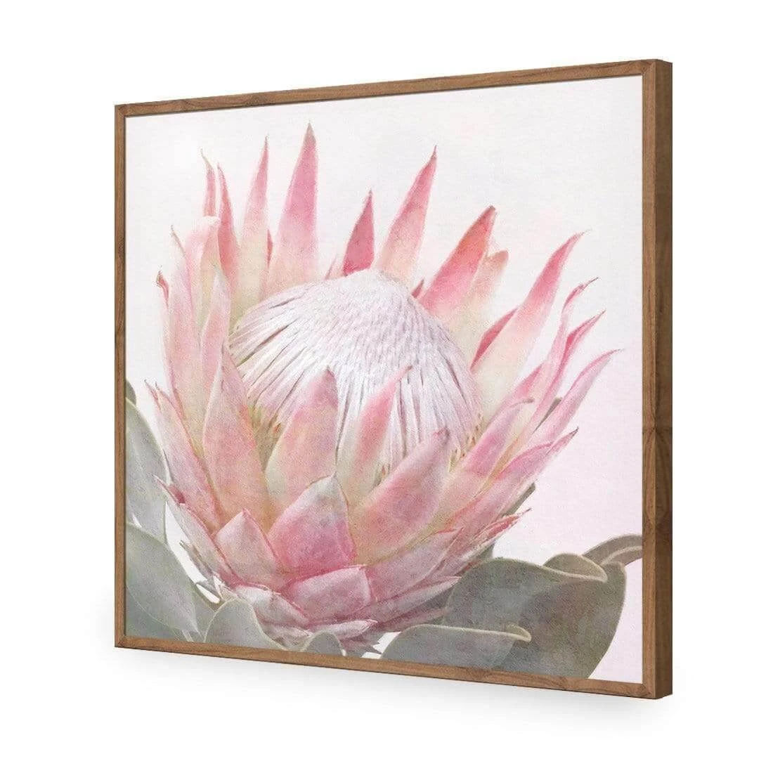 Dreamy Protea (Square) Dreamy Protea (Square) -WALL ART DESGIN SALE dreamy protea square acrylic glass no border natural frame 37x37cm 280025