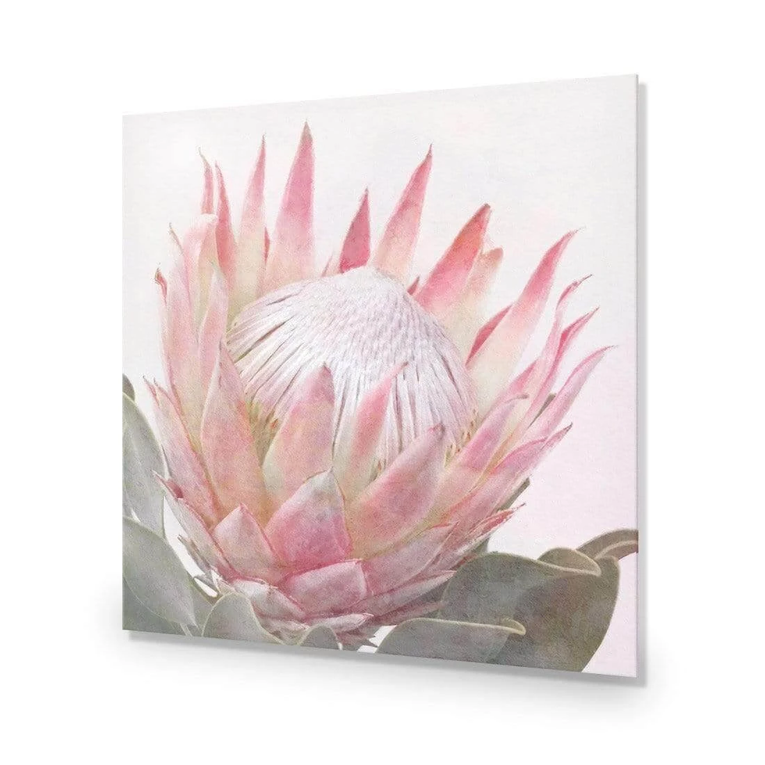 Dreamy Protea (Square) Dreamy Protea (Square) -WALL ART DESGIN SALE dreamy protea square acrylic glass no border no frame 37x37cm 669967