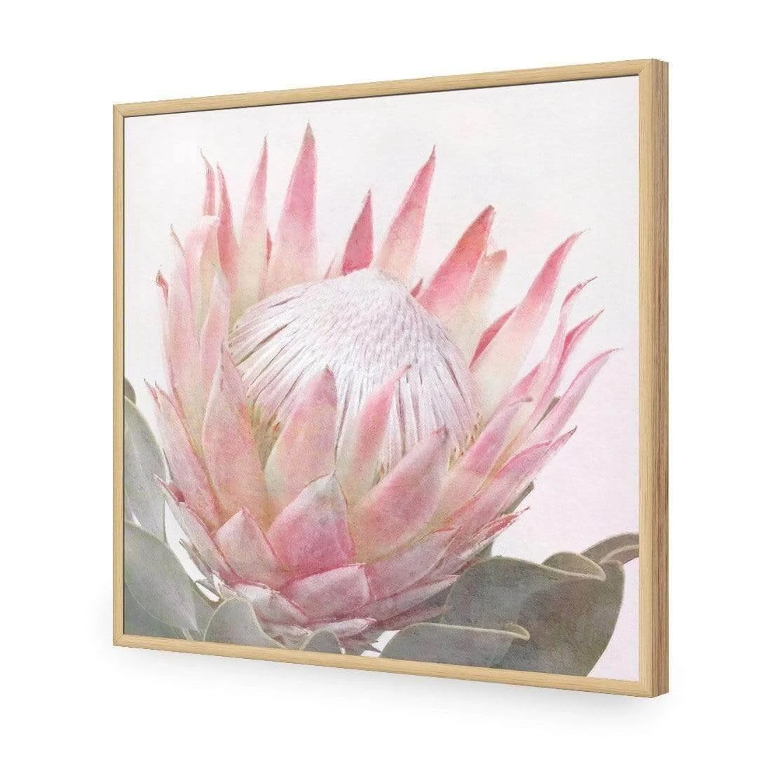 Dreamy Protea (Square) Dreamy Protea (Square) -WALL ART DESGIN SALE dreamy protea square acrylic glass no border oak frame 37x37cm 914095
