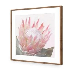Dreamy Protea (Square) 13 Dreamy Protea (Square) -WALL ART DESGIN SALE dreamy protea square acrylic glass with border natural frame 37x37cm 675481