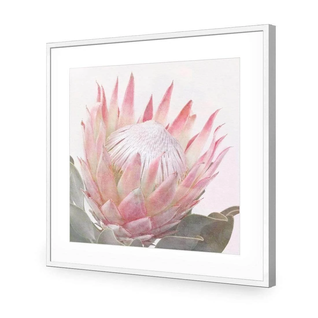 Dreamy Protea (Square) Dreamy Protea (Square) -WALL ART DESGIN SALE dreamy protea square acrylic glass with border white frame 37x37cm 828537