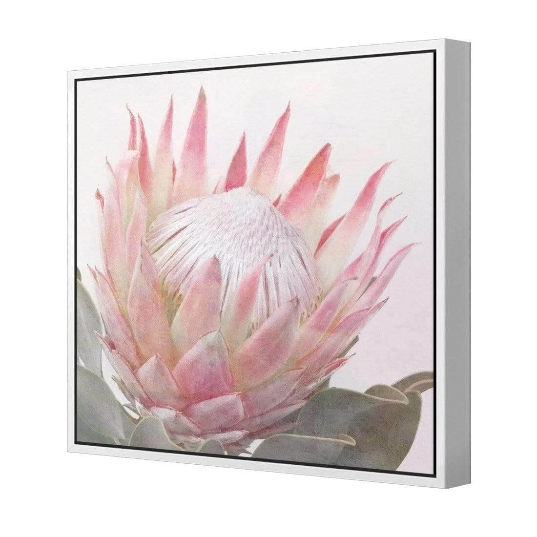 Dreamy Protea (Square) Dreamy Protea (Square) -WALL ART DESGIN SALE dreamy protea square canvas white floating frame 37x37cm 411606