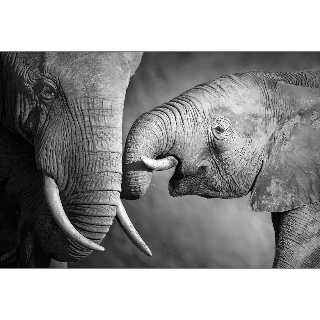 Elephant Family Perfect Pair Elephant Family Perfect Pair -WALL ART DESGIN SALE elephant family perfect pair canvas stretched canvas 45x30cm 562404