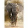 Elephant In Dust Canvas Art -WALL ART DESGIN SALE elephant in dust canvas art 45x30cm no frame 872232