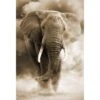 Elephant In Dust, Sepia