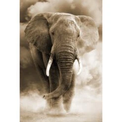 Elephant In Dust, Sepia