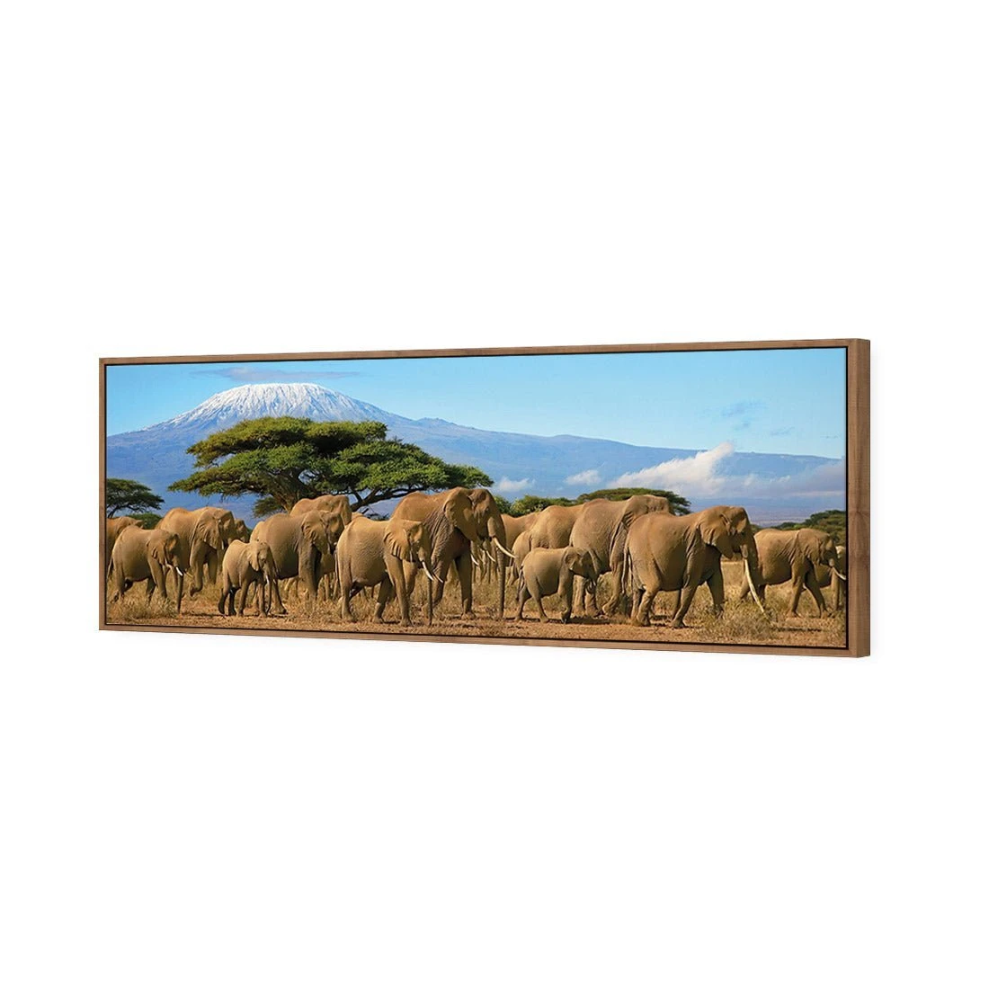 Elephant Under Savannah (Long) Elephant Under Savannah (Long) -WALL ART DESGIN SALE elephant under savannah long canvas natural floating frame 60x20cm 365209