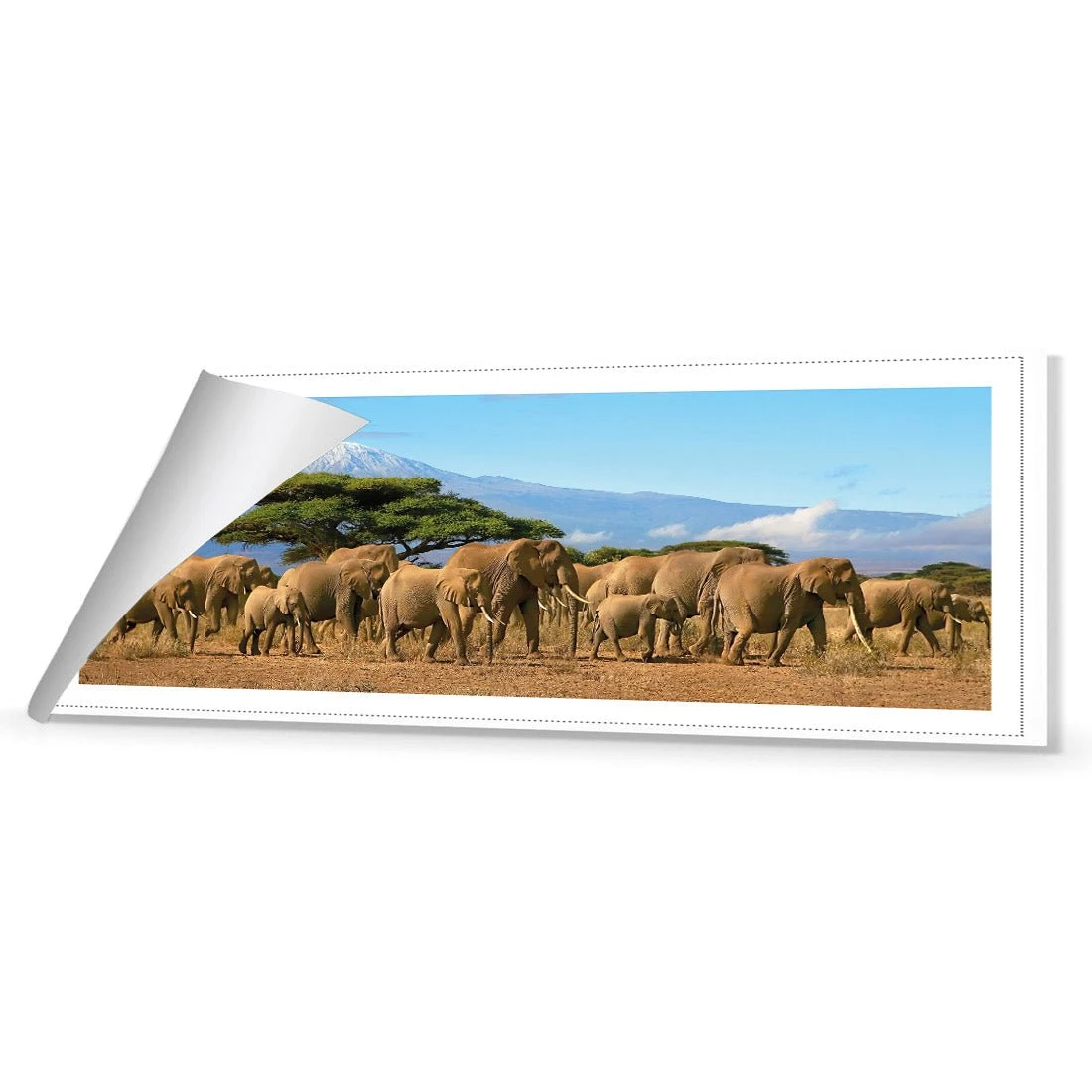 Elephant Under Savannah (Long) Elephant Under Savannah (Long) -WALL ART DESGIN SALE elephant under savannah long canvas rolled canvas 60x20cm 801654