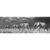 Elephants In Storm, Black And White (Long) 2 Elephants In Storm, Black And White (Long) -WALL ART DESGIN SALE elephants in storm black and white long canvas stretched canvas 60x20cm 792012