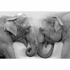 Elephants Kissing, B&W Canvas Art
