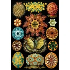 Ernst Haeckel Illustration