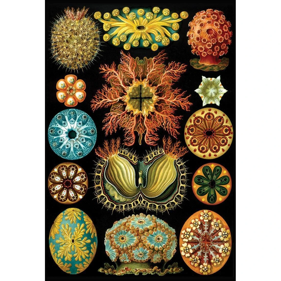 Ernst Haeckel Illustration Ernst Haeckel Illustration -WALL ART DESGIN SALE ernst haeckel illustration canvas stretched canvas 45x30cm 939918