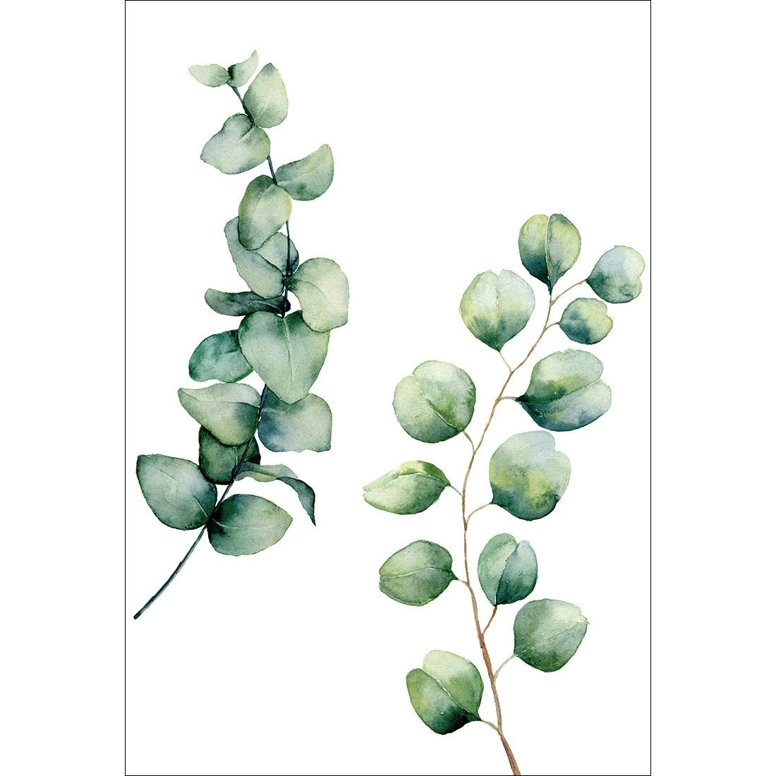 Eucalyptus Duo Acrylic Print Art Eucalyptus Duo Acrylic Print Art -WALL ART DESGIN SALE eucalyptus duo acrylic print art with border no frame 45x30cm 648893