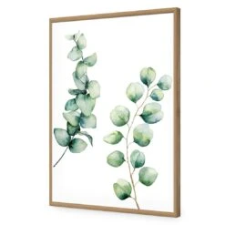 Eucalyptus Duo Acrylic Print Art 12 Eucalyptus Duo Acrylic Print Art -WALL ART DESGIN SALE eucalyptus duo acrylic print art without border oak frame 45x30cm 586850