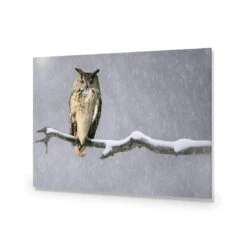 Eurasian Eagle Owl 14 Eurasian Eagle Owl -WALL ART DESGIN SALE eurasian eagle owl acrylic glass no border no frame 45x30cm 983853