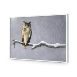 Eurasian Eagle Owl 16 Eurasian Eagle Owl -WALL ART DESGIN SALE eurasian eagle owl acrylic glass no border white frame 45x30cm 228720