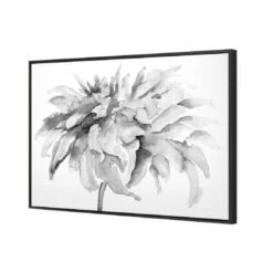 Fairy Floss, B&W Canvas Art -WALL ART DESGIN SALE fairy floss bw canvas art 45x30cm black frame 510959